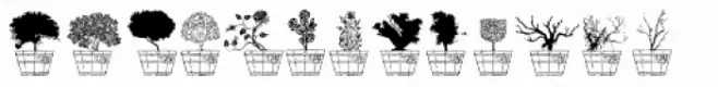 Bonsai Paufo