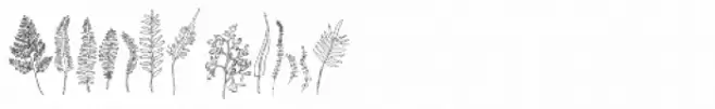 Ferns
